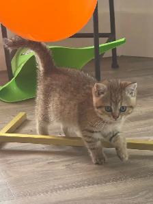 BRITISH SHORTHAIR MALE - Photo 9
