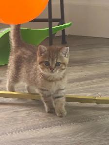 BRITISH SHORTHAIR MALE - Photo 10