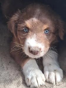Adorable Australian Shepherd female puppies
