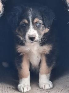 Adorable Australian Shepherd female puppies - Photo 2