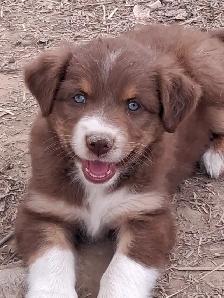 Adorable Australian Shepherd female puppies - Photo 3