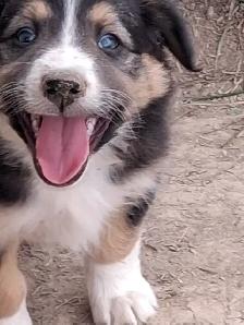 Adorable Australian Shepherd female puppies - Photo 4