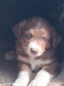 Adorable Australian Shepherd female puppies - Photo 5