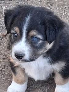 Adorable Australian Shepherd female puppies - Photo 6
