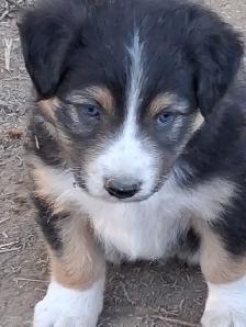 Adorable Australian Shepherd female puppies - Photo 7