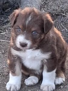 Adorable Australian Shepherd female puppies - Photo 8