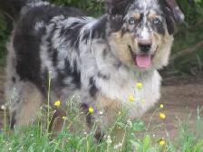 Adorable Australian Shepherd female puppies - Photo 9