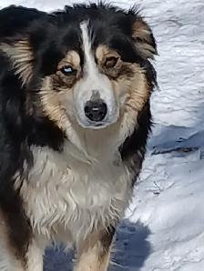 Adorable Australian Shepherd female puppies - Photo 10