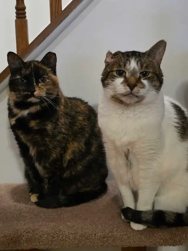 Cat Boarding - Barrhaven