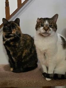 Cat Boarding - Barrhaven