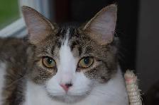 Cat Boarding - Barrhaven - Photo 2