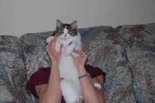 Cat Boarding - Barrhaven - Photo 3