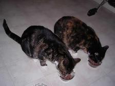 Cat Boarding - Barrhaven - Photo 4