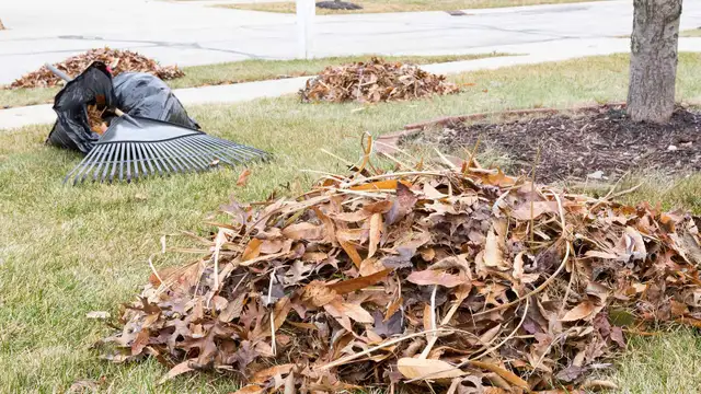 Leaf Removal – Lawn & Yard Cleanup