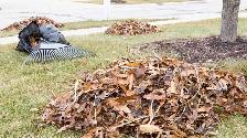 Leaf Removal – Lawn & Yard Cleanup