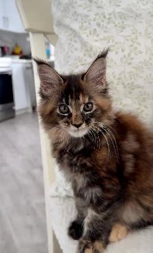 Stunning Maine Coon Kittens: Ready Now   October - Photo 3
