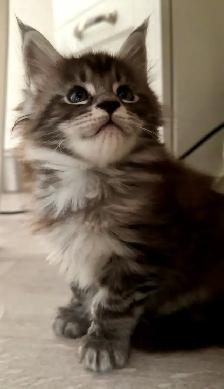 Stunning Maine Coon Kittens: Ready Now   October - Photo 10