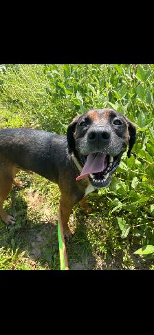 Lab Hound Mix