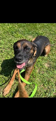 Lab Hound Mix - Photo 2
