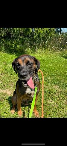 Lab Hound Mix - Photo 3