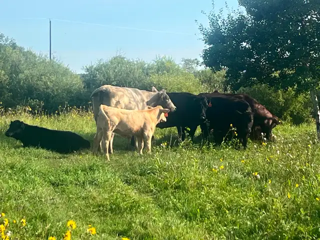 Cow calf pairs