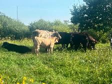Cow calf pairs