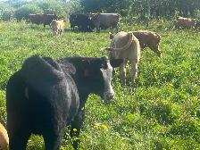 Cow calf pairs - Photo 2