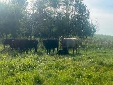 Cow calf pairs - Photo 3