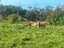 Cow calf pairs - Photo 4
