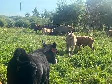 Cow calf pairs - Photo 5