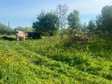 Cow calf pairs - Photo 6