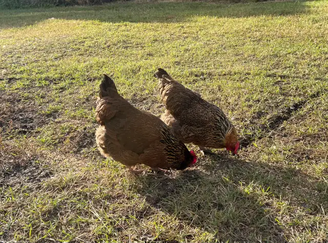 Laying Hens to rehome