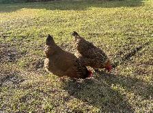 Laying Hens to rehome