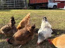Laying Hens to rehome - Photo 2