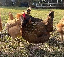 Laying Hens to rehome - Photo 3