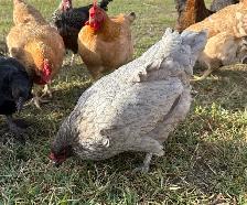 Laying Hens to rehome - Photo 4