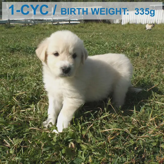 Livestock Guardian Puppies — Near Peers, Alberta