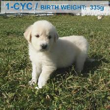 Livestock Guardian Puppies — Near Peers, Alberta