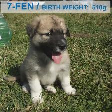 Livestock Guardian Puppies — Near Peers, Alberta - Photo 6