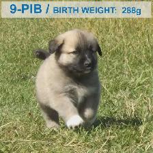 Livestock Guardian Puppies — Near Peers, Alberta - Photo 7