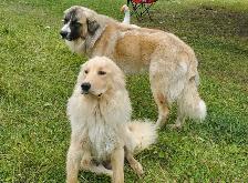Livestock Guardian Puppies — Near Peers, Alberta - Photo 8