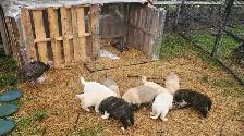 Livestock Guardian Puppies — Near Peers, Alberta - Photo 9