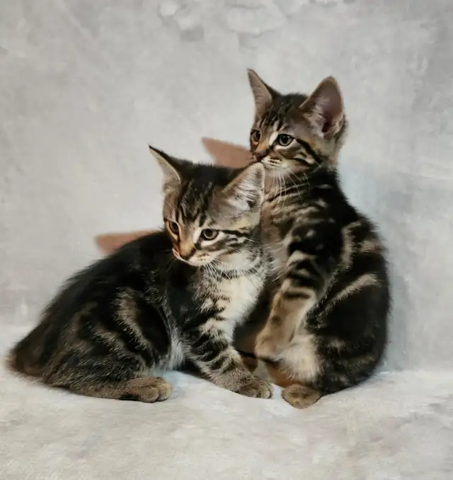 Kittens