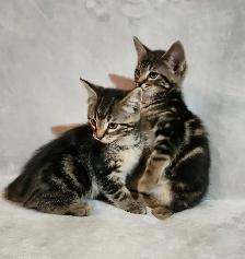 Kittens