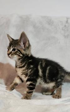 Kittens - Photo 2