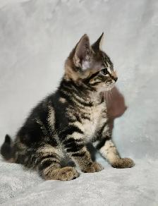 Kittens - Photo 3