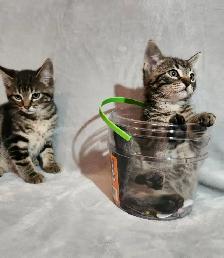 Kittens - Photo 4