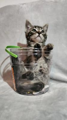 Kittens - Photo 5
