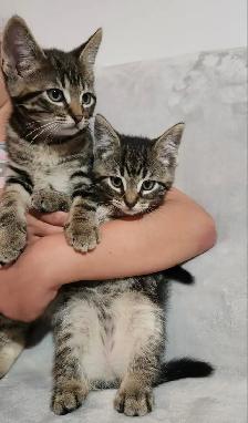 Kittens - Photo 6