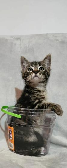 Kittens - Photo 7